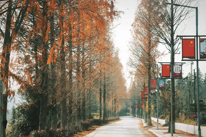 秋天枫叶