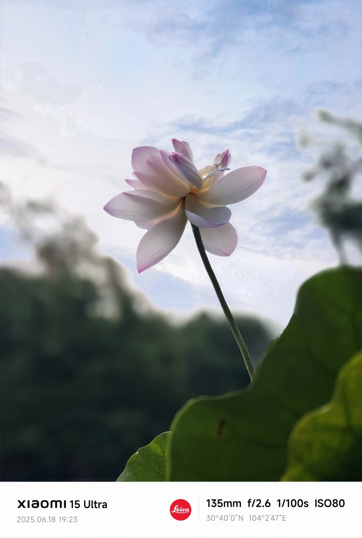 云天衬荷洁，绿影映花魂