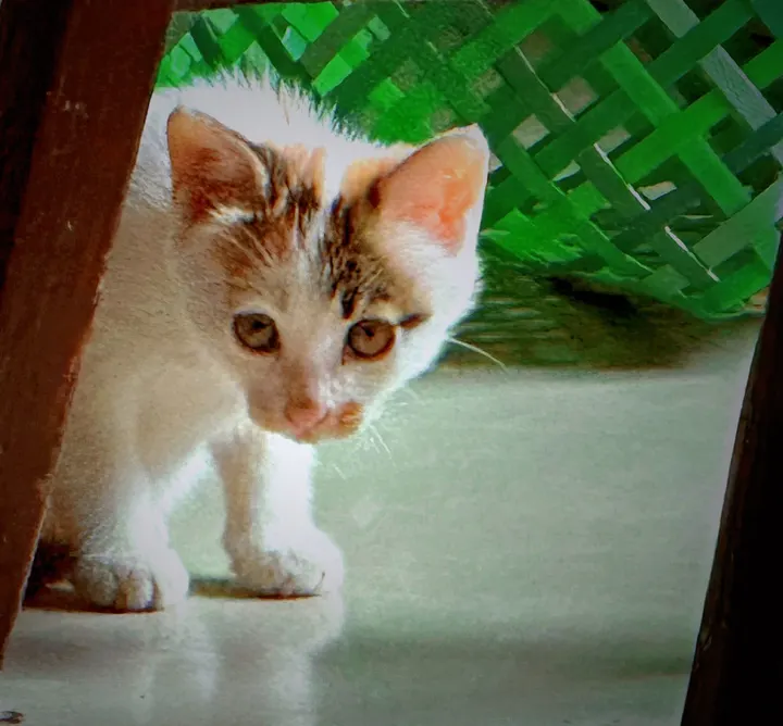 角落的猫