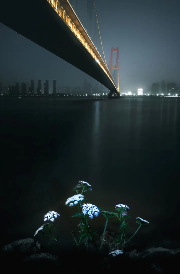 夜桥花语