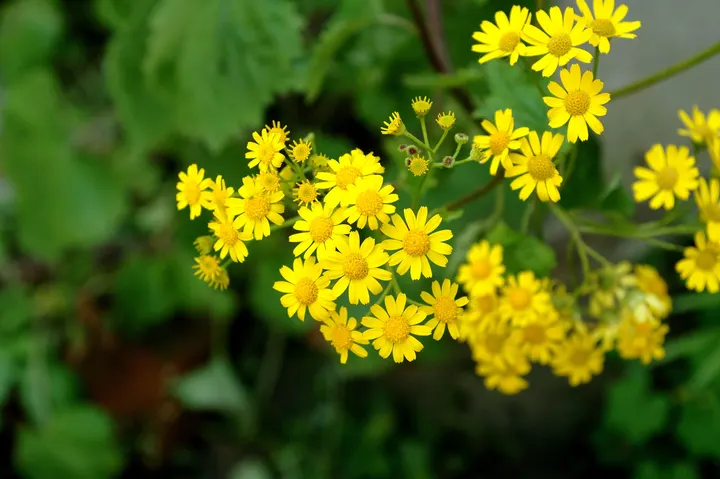 清新小雏菊