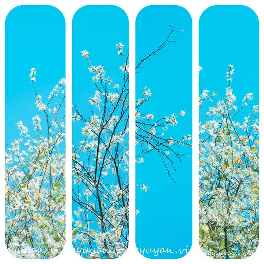 一幅有花和树的天空下的画