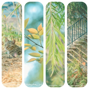 一张猫坐在围墙边的照片