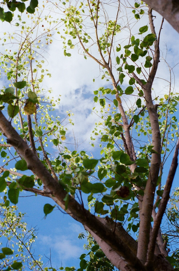 胶片︱透过枝叶的缝隙，收藏一整片柯达金的蓝