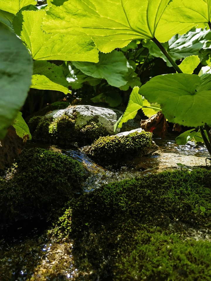 阴