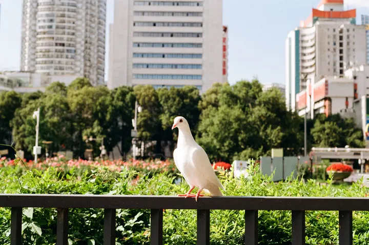 胶片｜鸽子