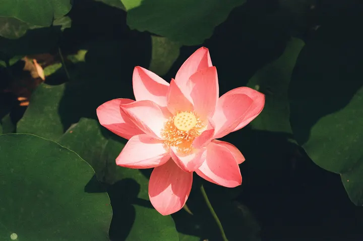 胶片｜荷花