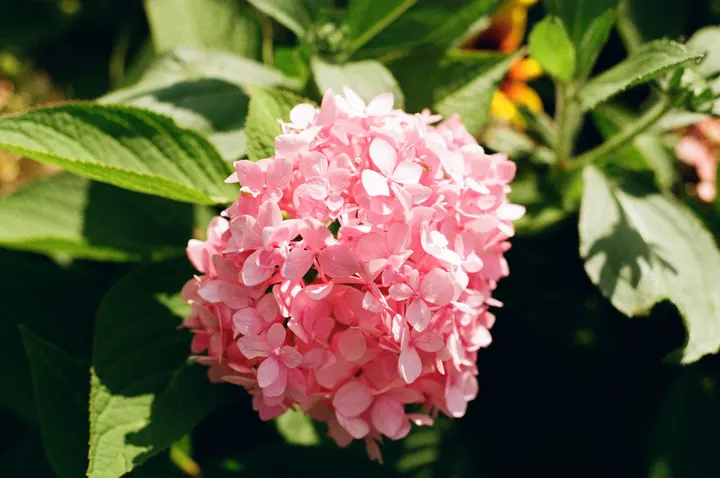 胶片｜那些花儿