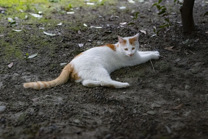 猫