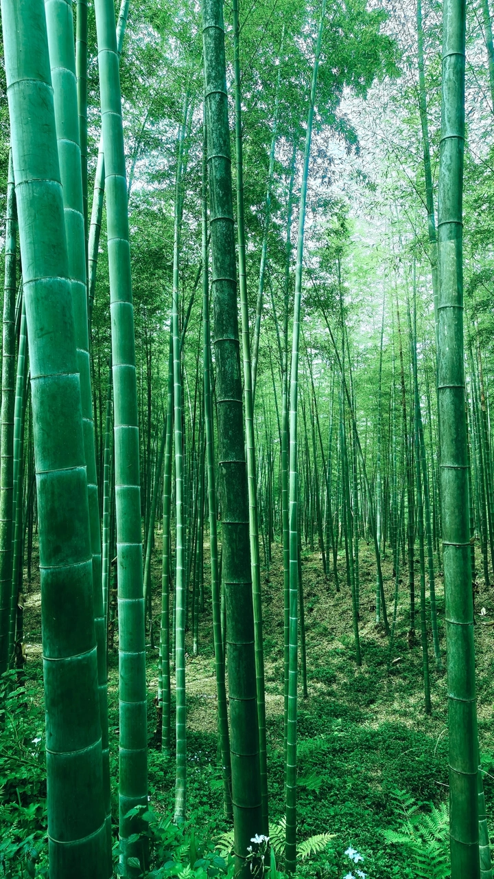 竹林:江湖