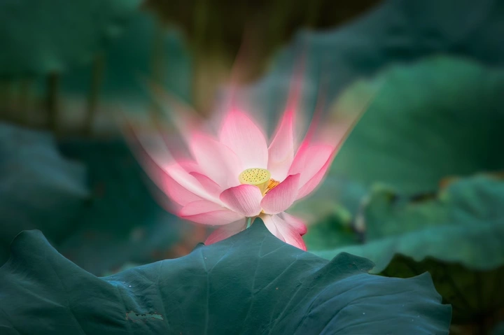 《荷间幻舞》
