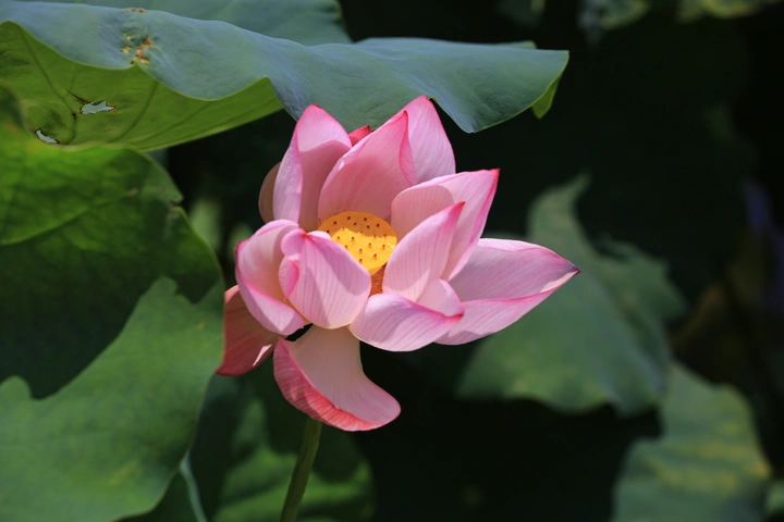 莲绽・光栖