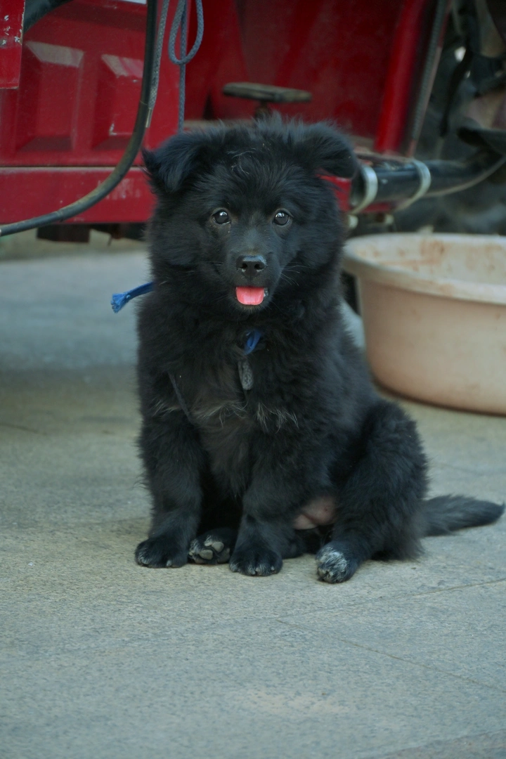 小狗