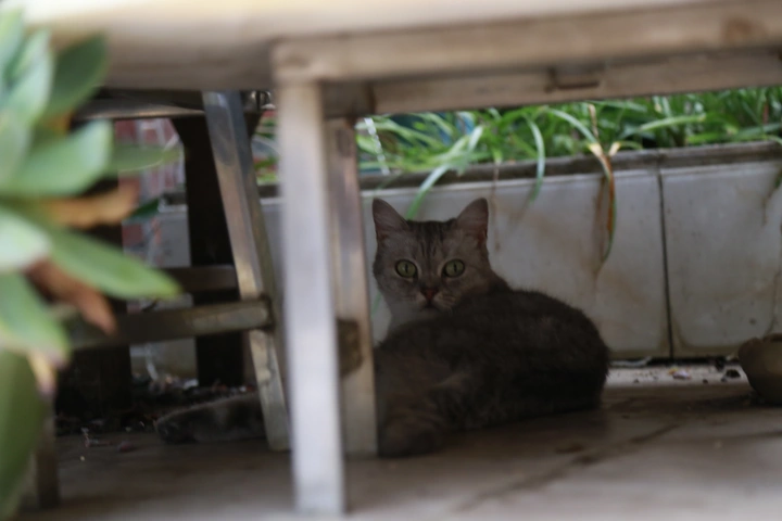 猫，花，云