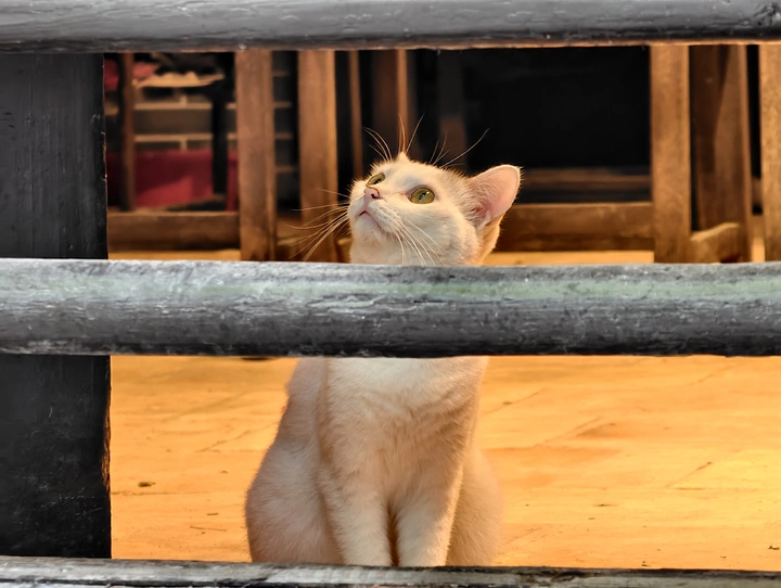 点亮小猫咪