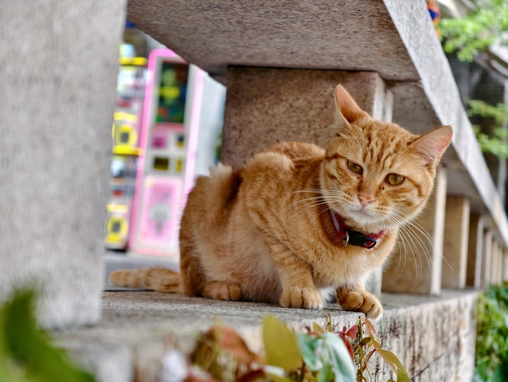 橘猫的探索