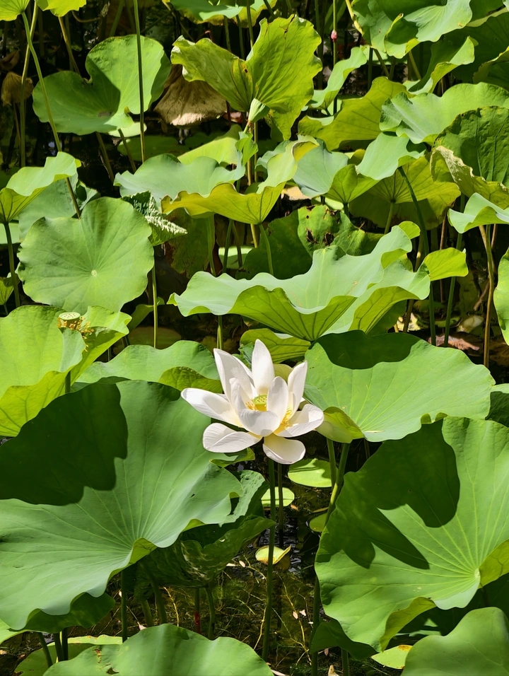 荷