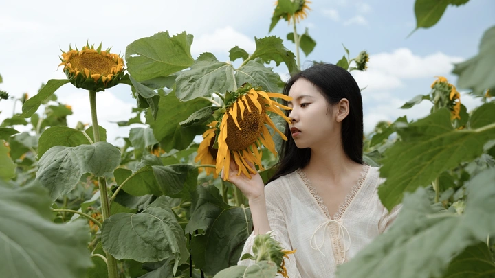 遇见一片向日葵花海