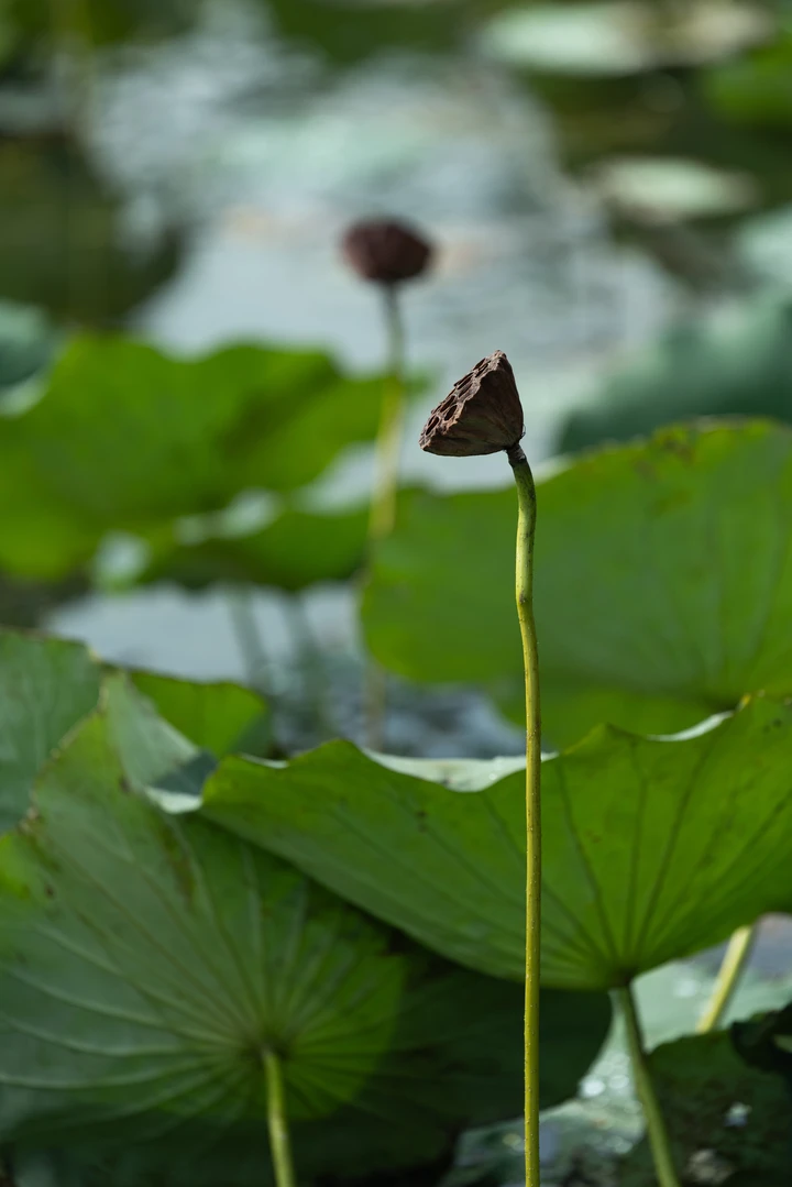 残荷立影，秋意荷殇