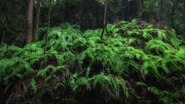 蕨类天堂