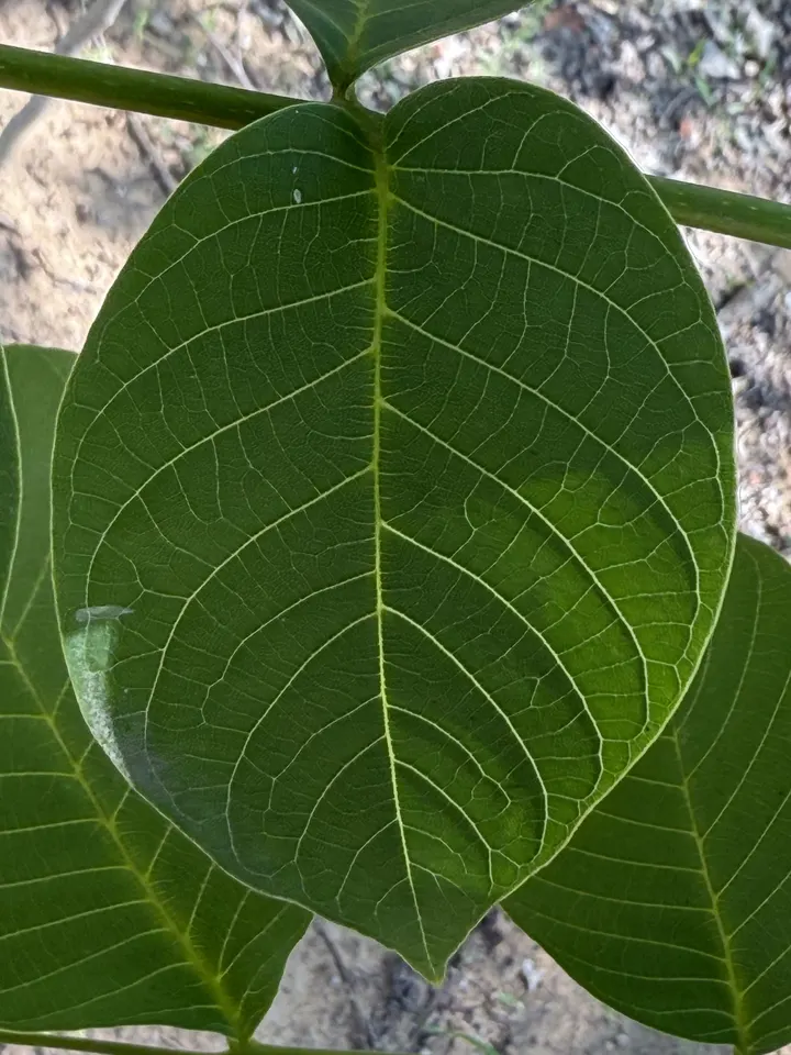 《叶脉如掌纹，生命共纹理》