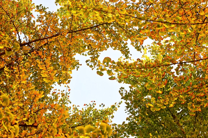 《秋日的天窗》