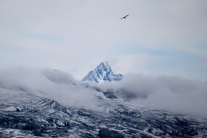 雪山飞鹰