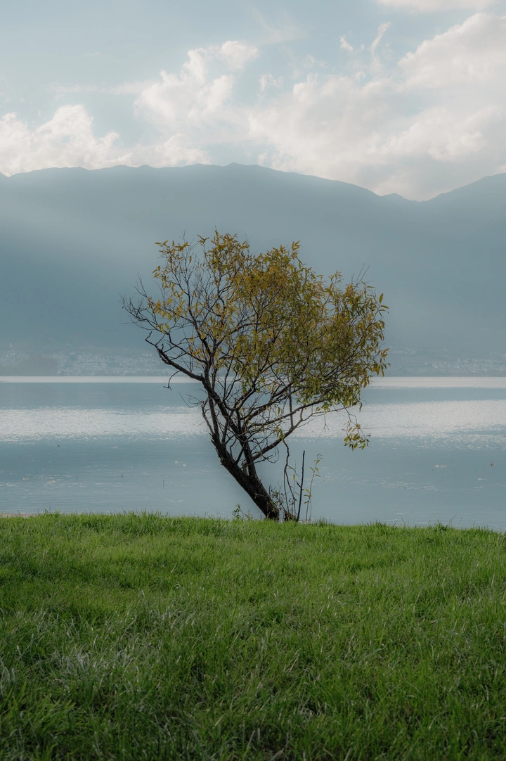 洱海边的孤树