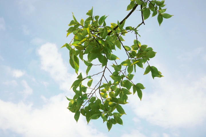 风掠过枝叶，我便驻足🍃