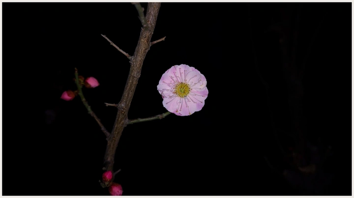 夜寒梅艳