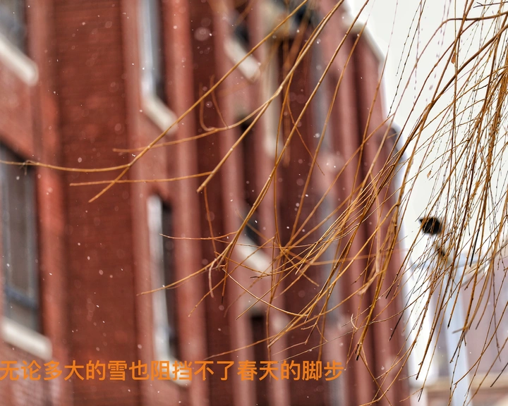 再大的雪也阻挡不了春天的脚步！