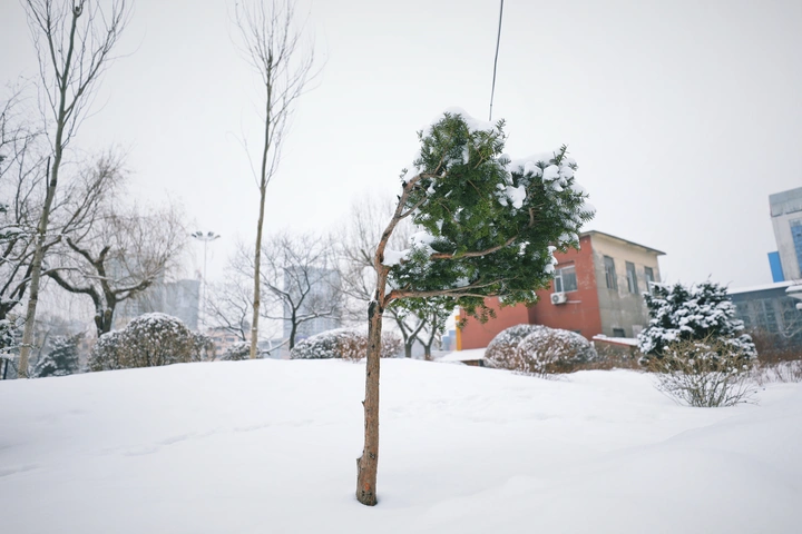 雪中松！