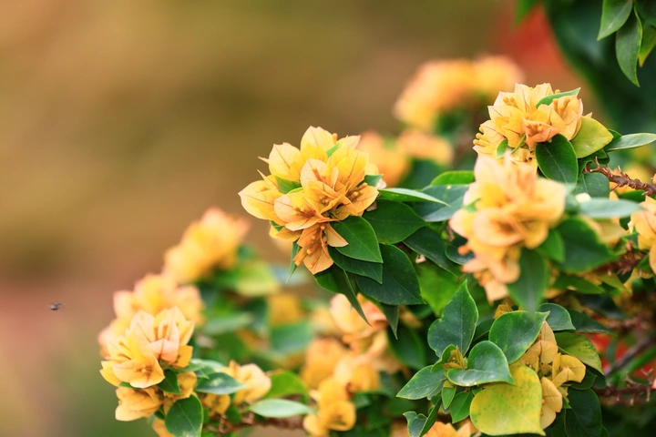 叶子花，三角梅