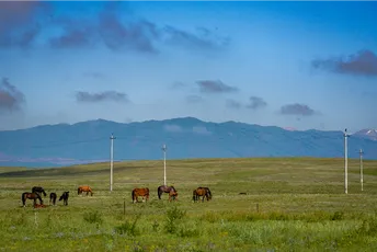 一群马在开阔的草地上吃草 背景是山脉。