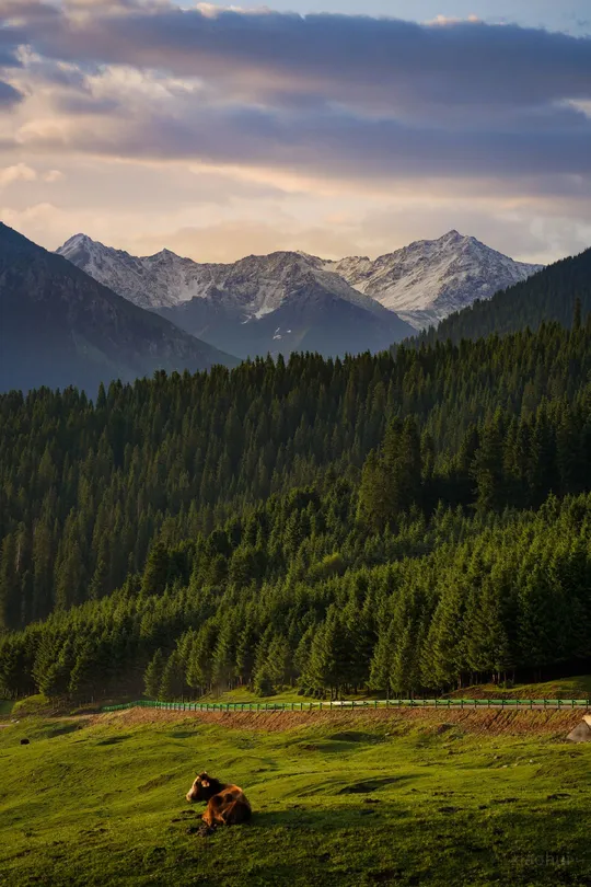 一匹马和一头牛在有山有森林的谷地吃草。