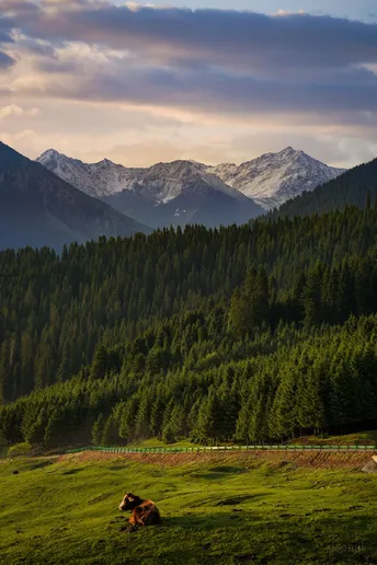 一匹马和一头牛在有山有森林的谷地吃草。