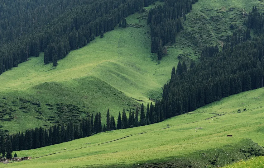 绿谷 有山丘 树木和吃草的牛。