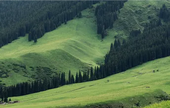 绿谷 有山丘 树木和吃草的牛。