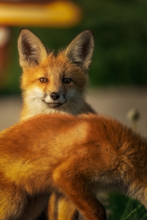 一只红色的狐狸站在地上 看着相机。