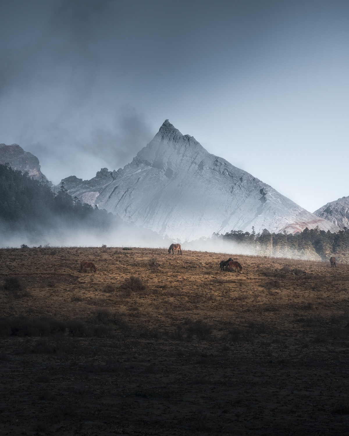 雾中牧马 背景是山。