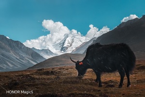 一头长角的黑牛在有山丘的背景下的草地上吃草