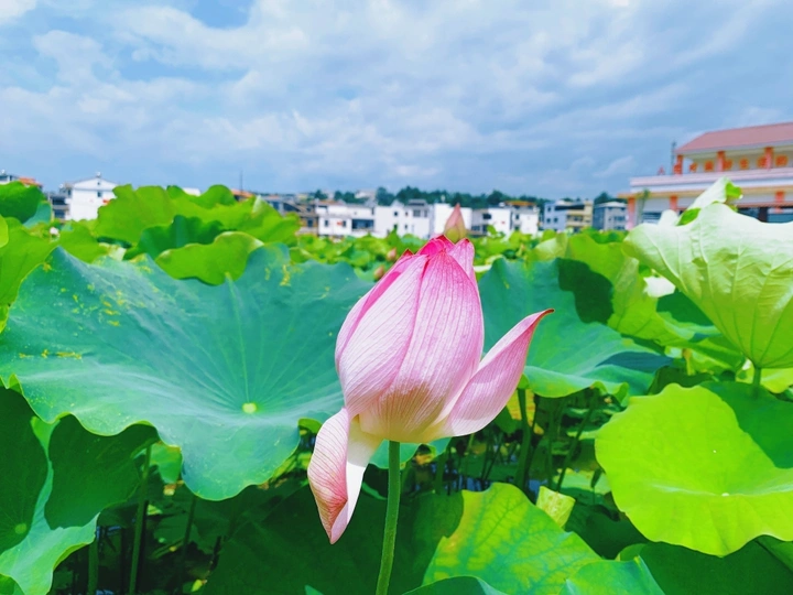 荷花
