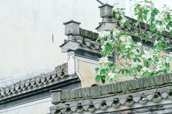 覆盖着植物和花卉的老建筑的屋顶
