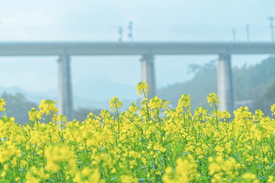 一片黄色的花田 背景中有桥和火车。