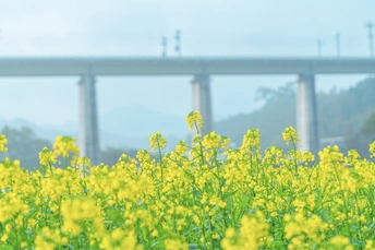 一片黄色的花田 背景中有桥和火车。