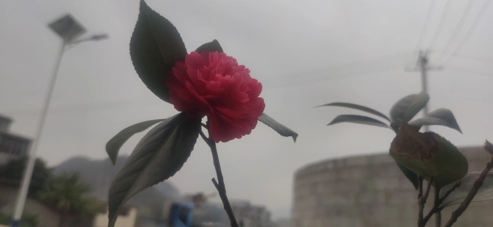 春色满园