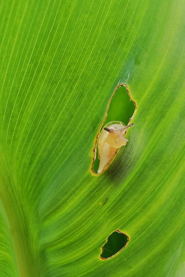 蜗牛探夏