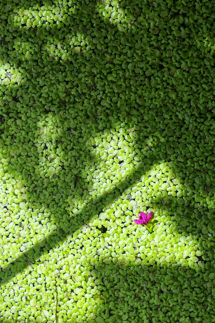 萍间花影