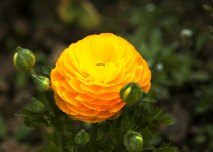 阳春三月百花开