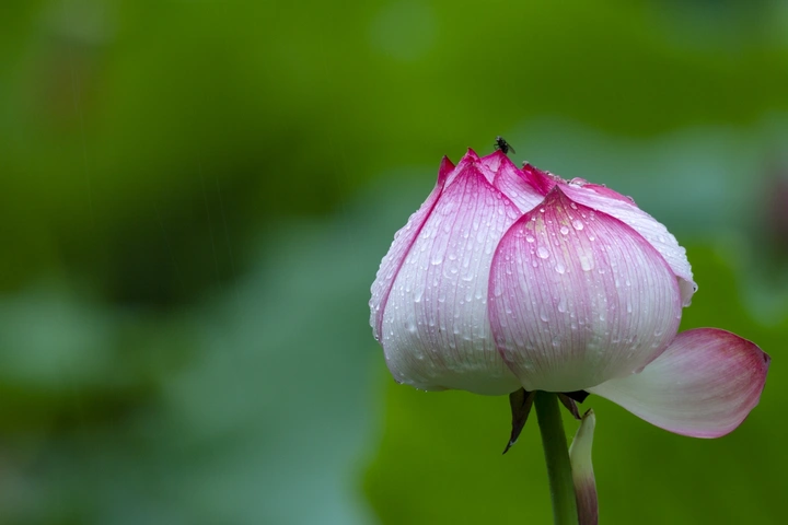 荷花